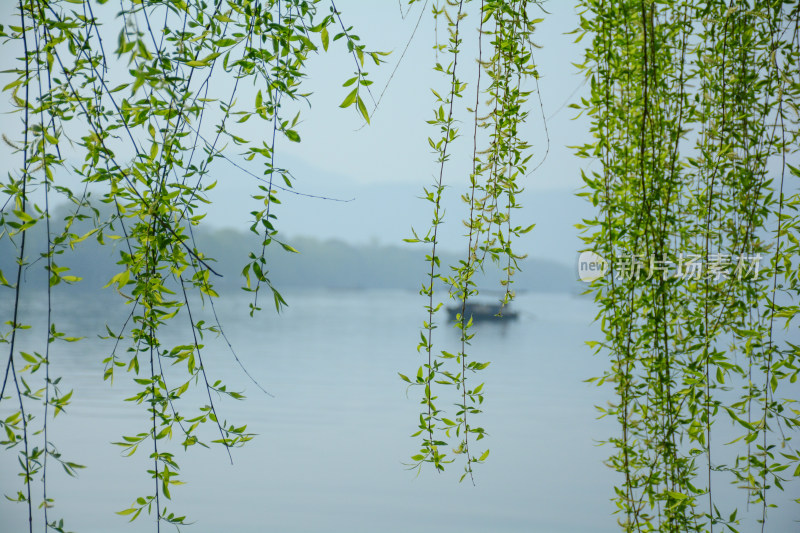 春天柳丝西湖