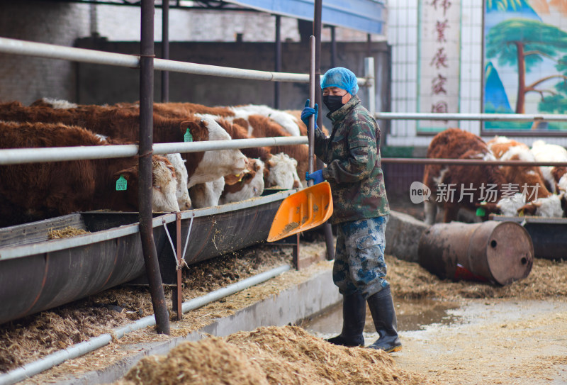 养牛工人正在给小牛喂饲料