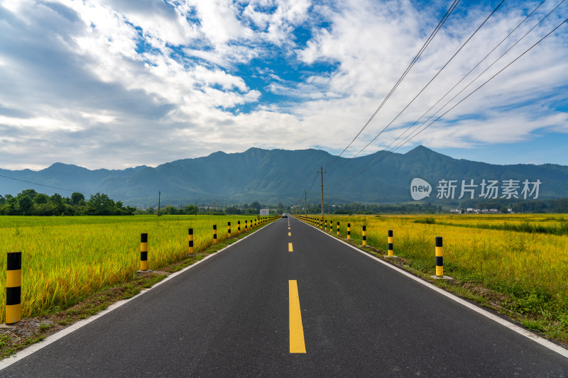 安徽黟县南屏道路两旁的水稻