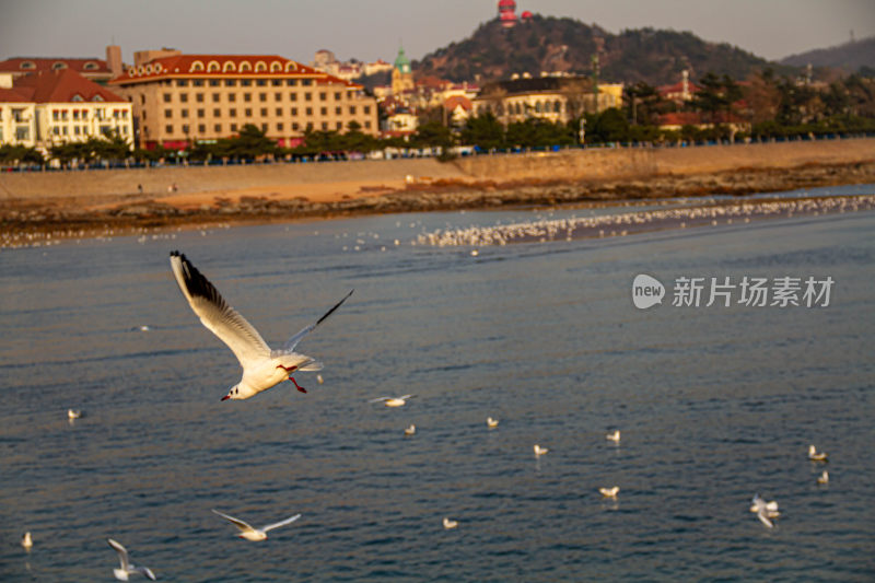 青岛海鸥与信号山