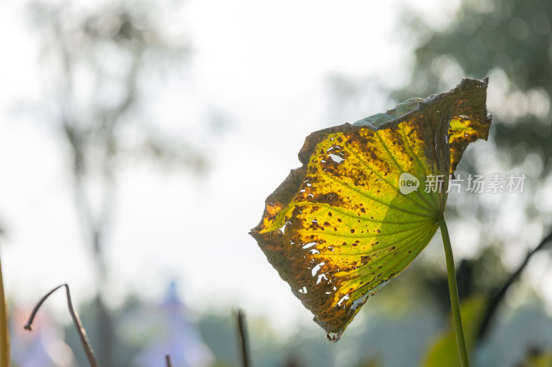 枯萎的荷叶 枯枝败叶