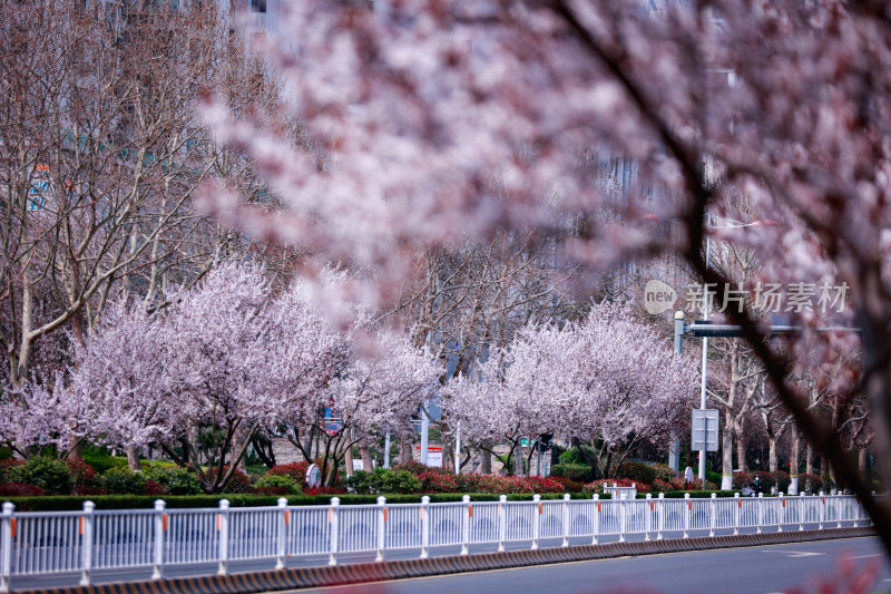 城市道路旁盛开的樱花景观