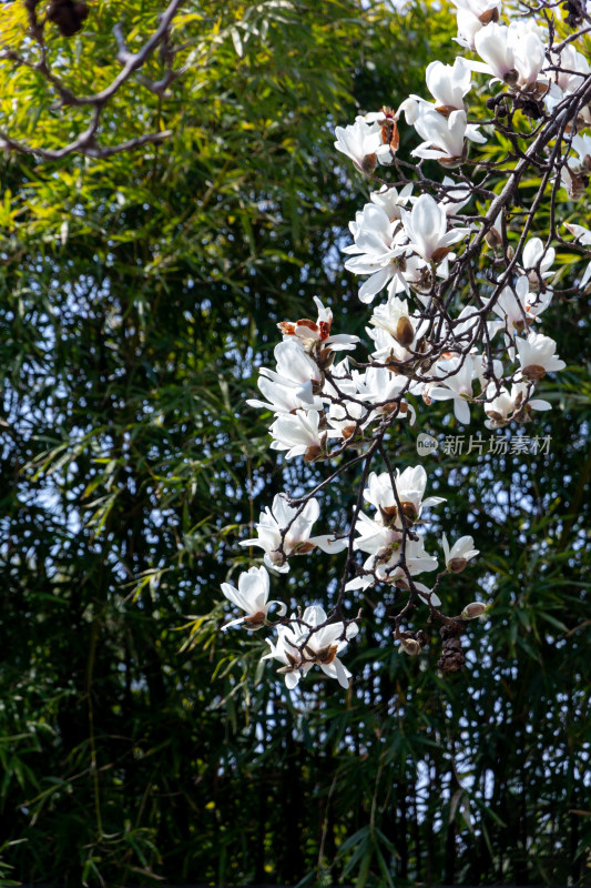 绽放的玉兰花枝特写