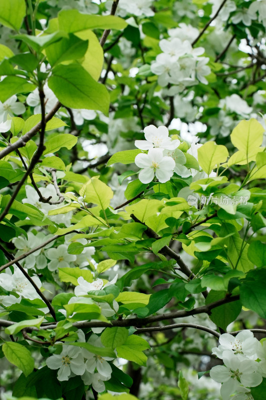 北京北海公园海棠