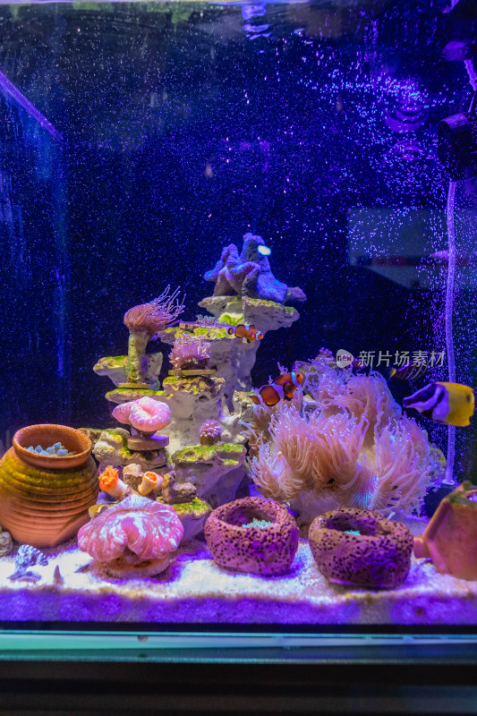 海缸里的海水生物