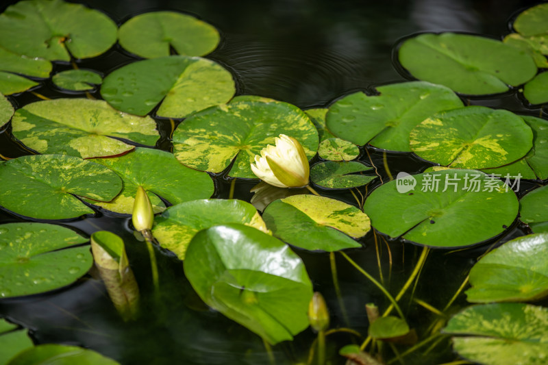 植物园睡莲特写