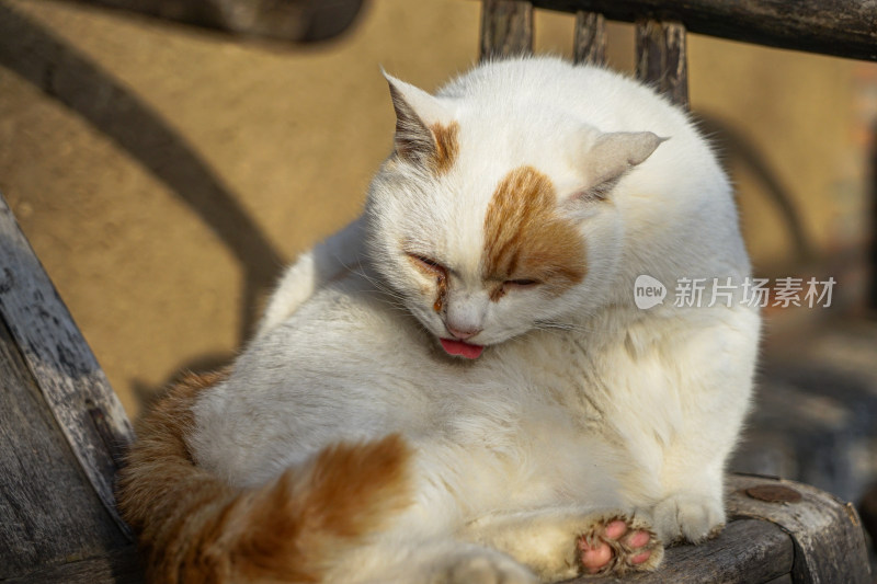 猫在木椅上休息老家具