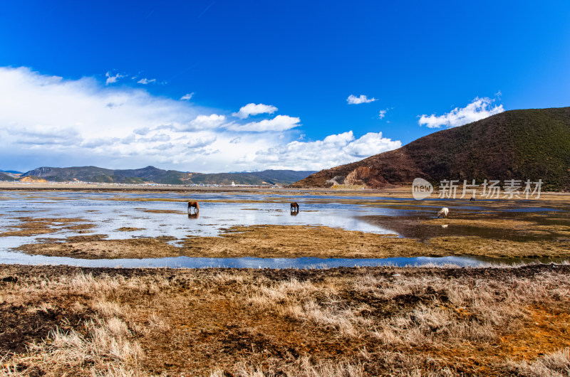 云南迪庆香格里拉纳帕海湖泊湿地草地