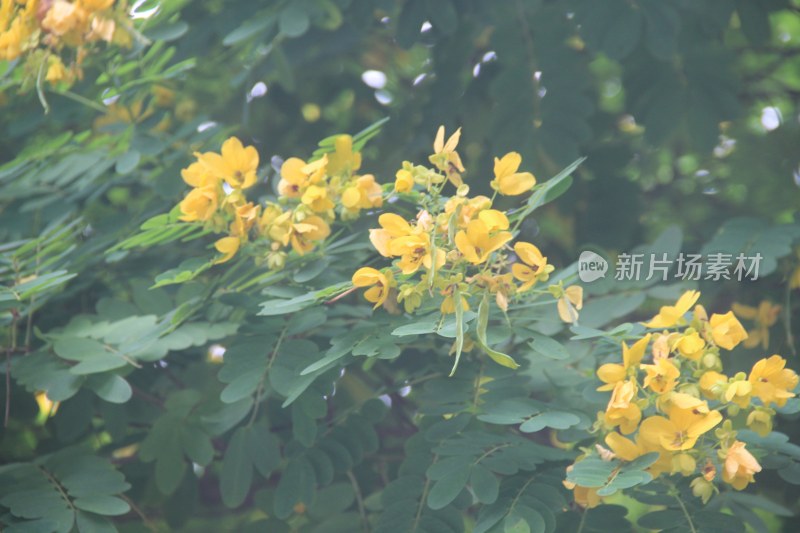 广东东莞：黄槐满树开花