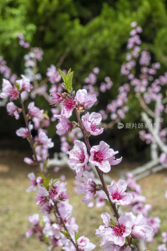 春天盛开的粉红色桃花自然风光