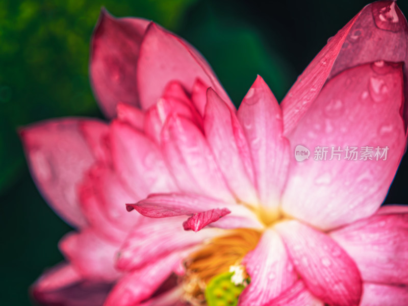 夏天雨后荷花