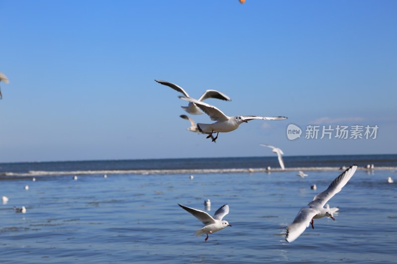 海面上飞翔的海鸥