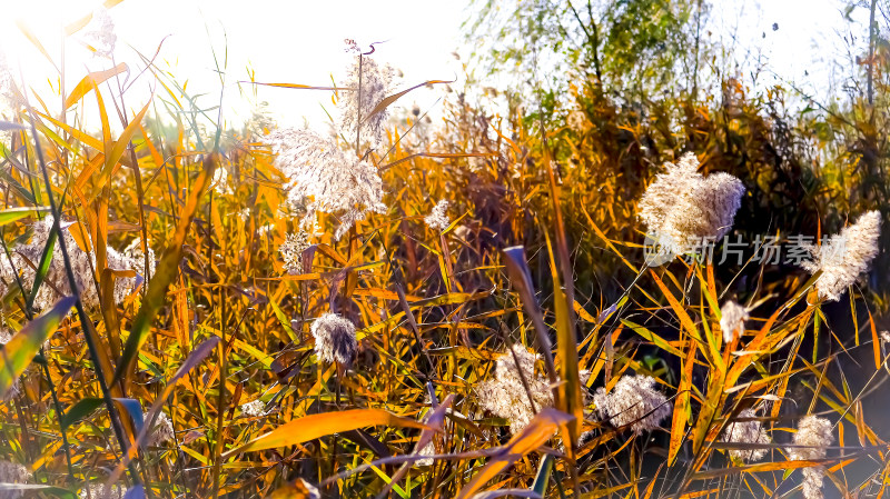 秋天芦苇