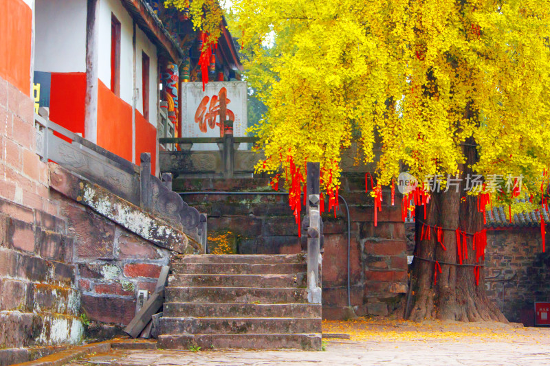 秋天背景植物银杏古建筑