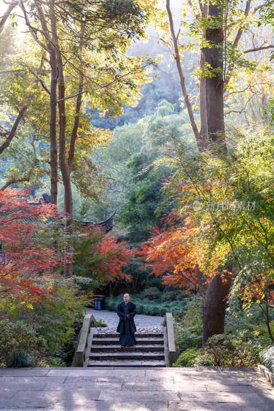 浙江杭州永福禅寺古寺秋景枫树红叶禅意