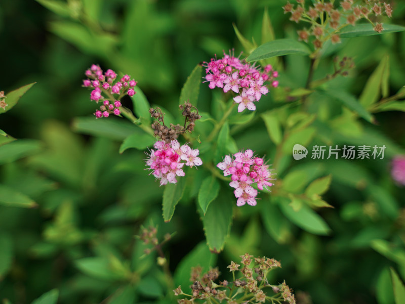 植物素材——绣线菊