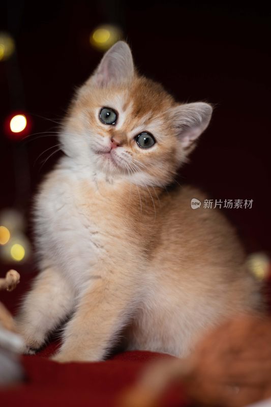 可爱小猫咪特写