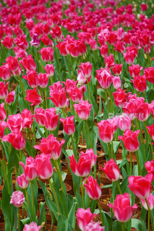 色彩鲜艳的粉色郁金香花海