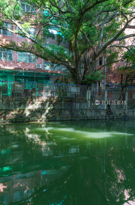 广州海珠小洲村河涌水道与绿树街道景观