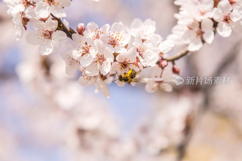 春天盛开的樱花跑来一只蝴蝶