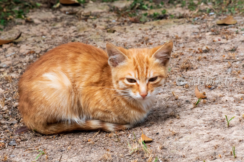 草丛中的橘色小猫