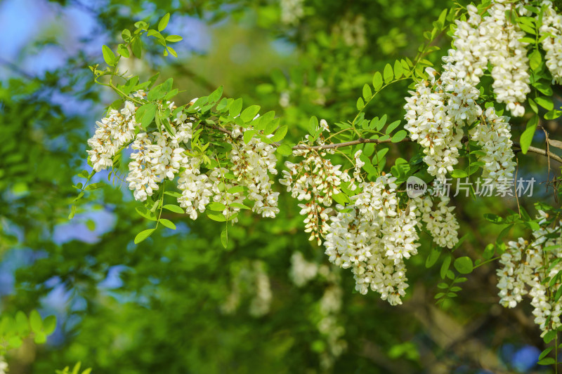 白色槐花