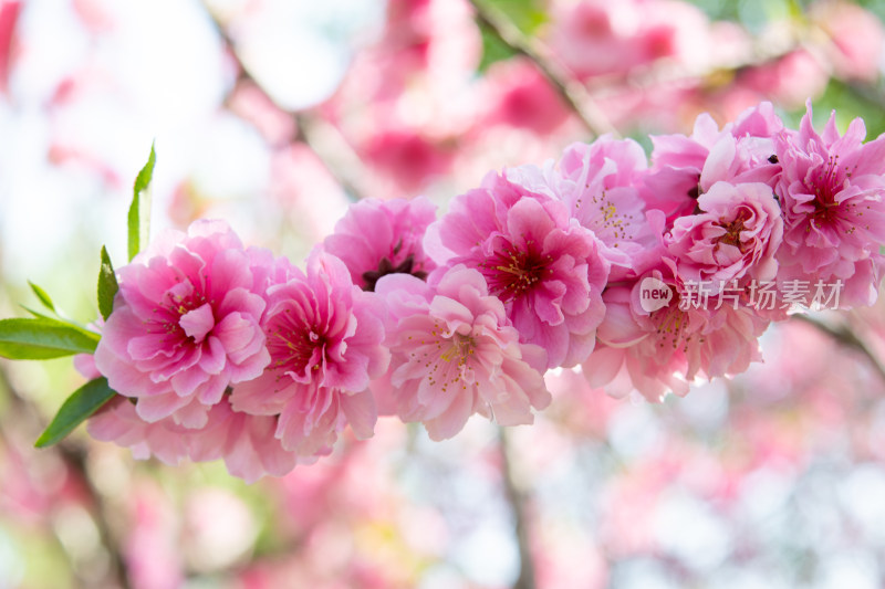 春天枝头绽放的粉红色碧桃花