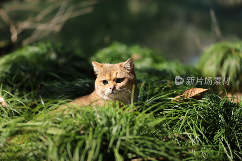 公园草地里的宠物猫金渐层