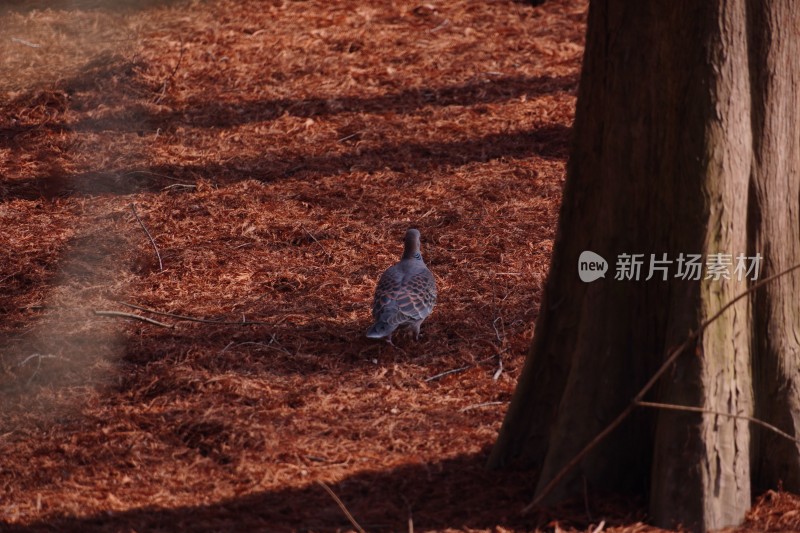 鸽子鸟类