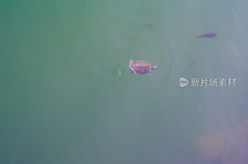 福建省泉州清源山游水的乌龟