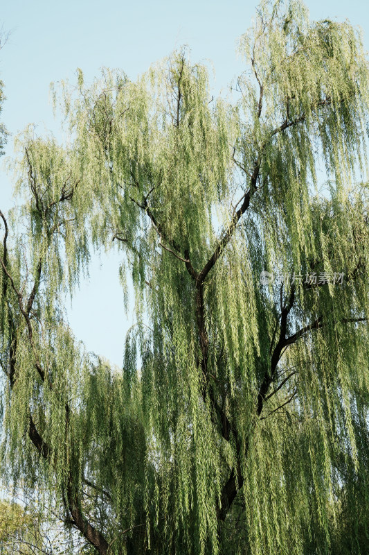 北京圆明园公园树林风景