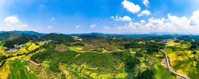 美丽乡村田园金黄稻田航拍全景图