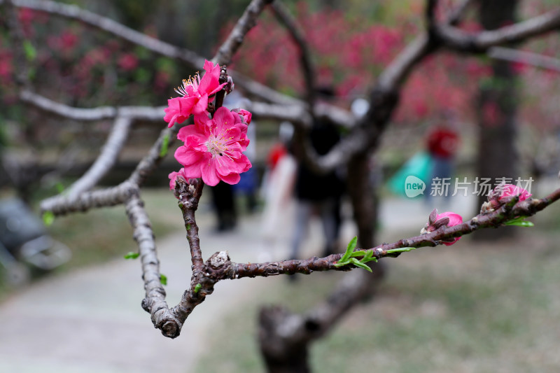 广州白云山盛开的桃花