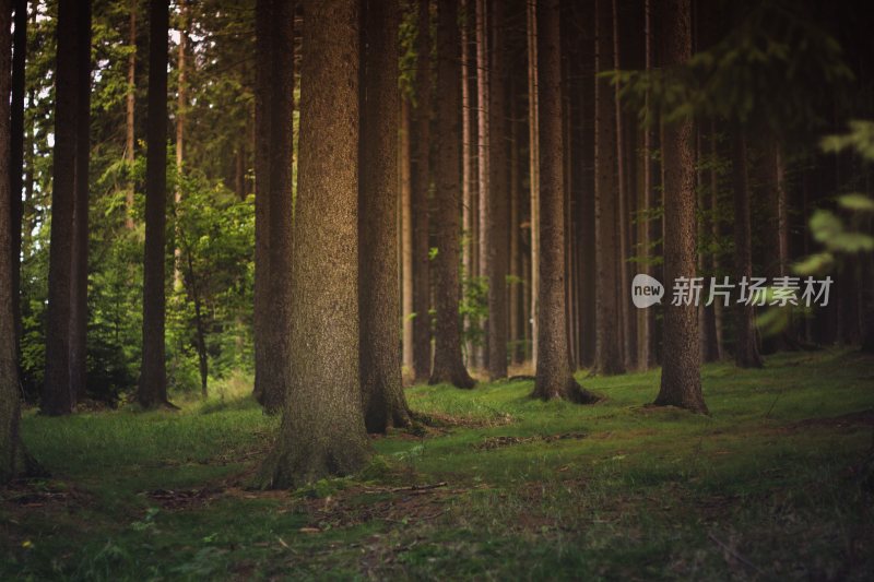 大自然森林树木旅行徒步野营