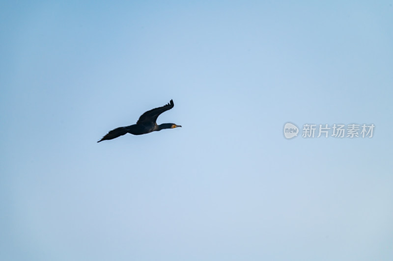 洛阳洛河边湿地里空中飞翔的鱼鹰（鸬鹚）