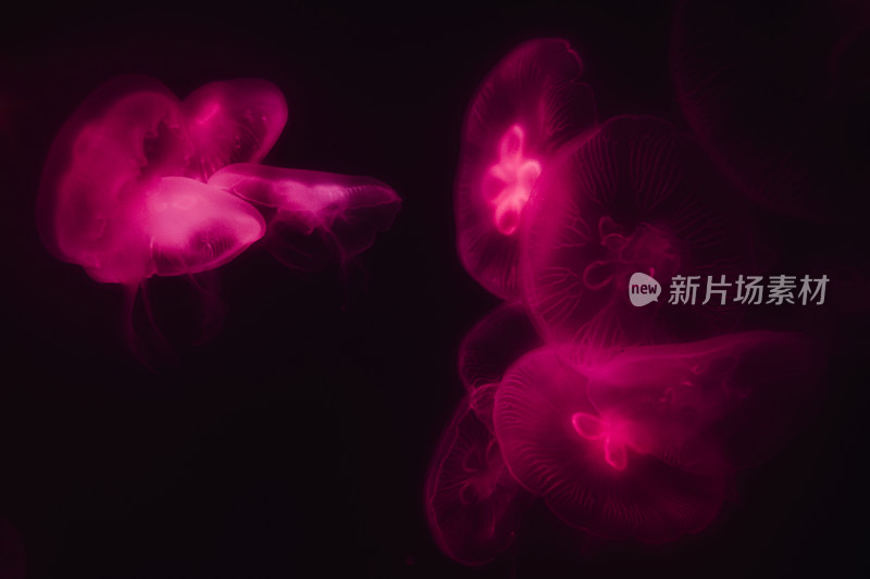 海洋生物 粉色水母