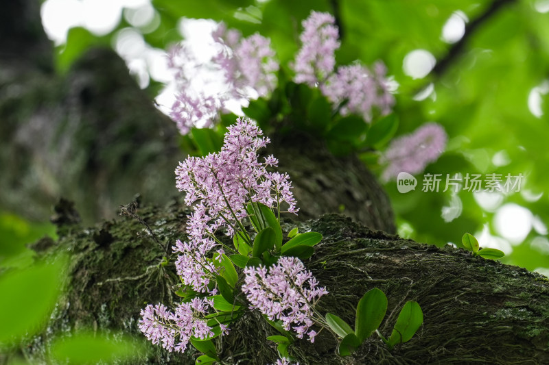 象鼻兰——国家一级濒危保护植物