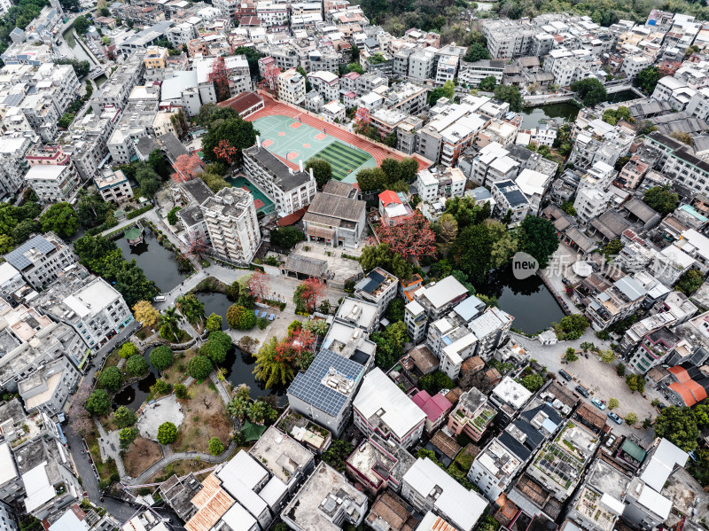 中国广东省广州市海珠区黄埔村木棉花