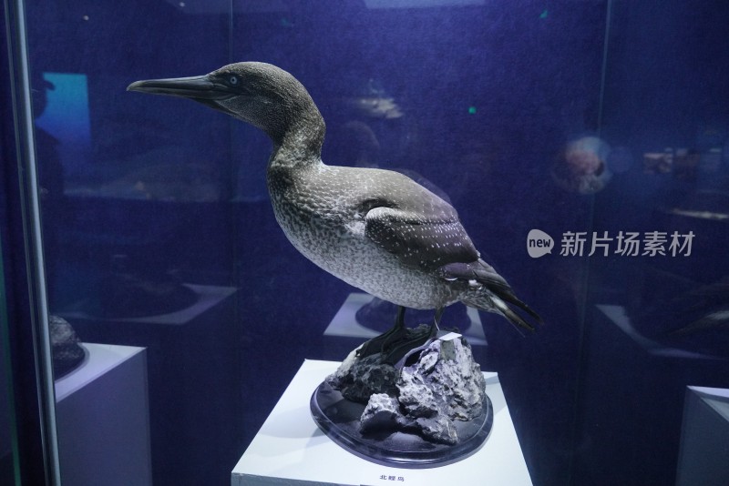 海洋馆中展示的北鲣鸟标本