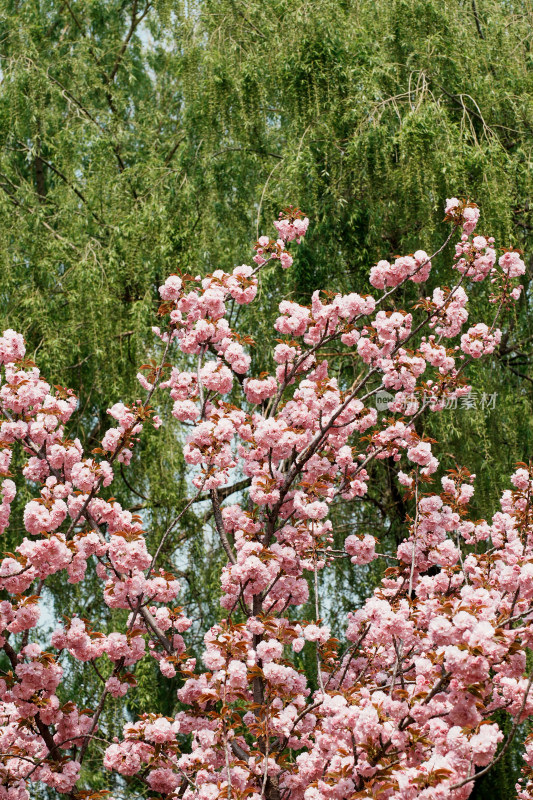 北京莲花池公园樱花