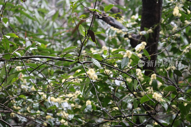 雨中枝叶繁茂的开花植物