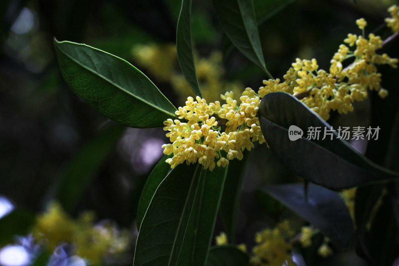 成都秋天桂花盛开的树枝背景素材