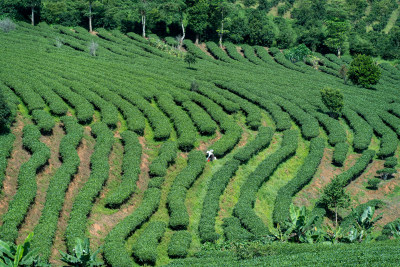 茶园里采摘茶叶的茶农