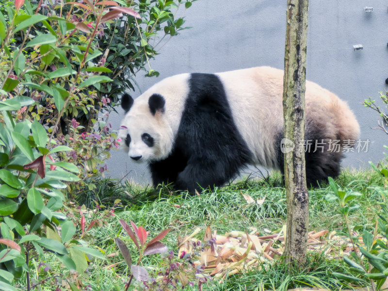 成都大熊猫繁育研究基地的大熊猫