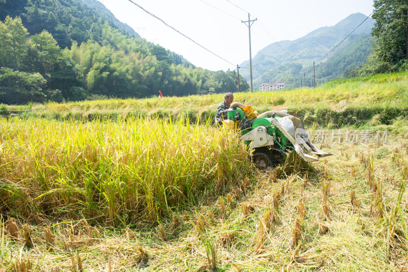 农田里生长的水稻