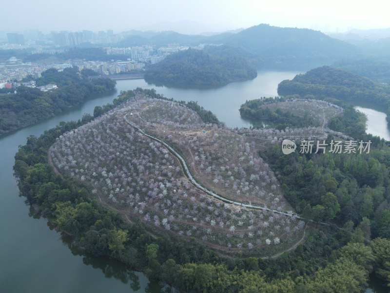 航拍湖畔繁花盛开的岛屿