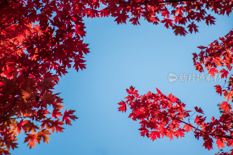 秋天霜降红叶枫树自然风景天空枫叶