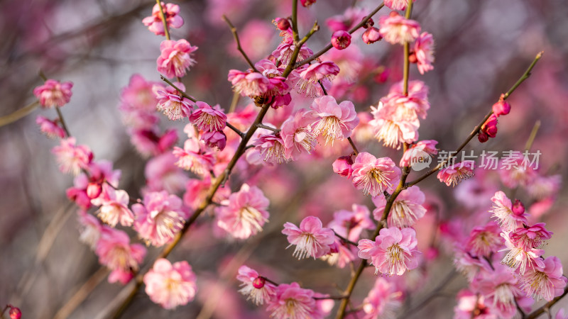 春天的梅花盛开特写