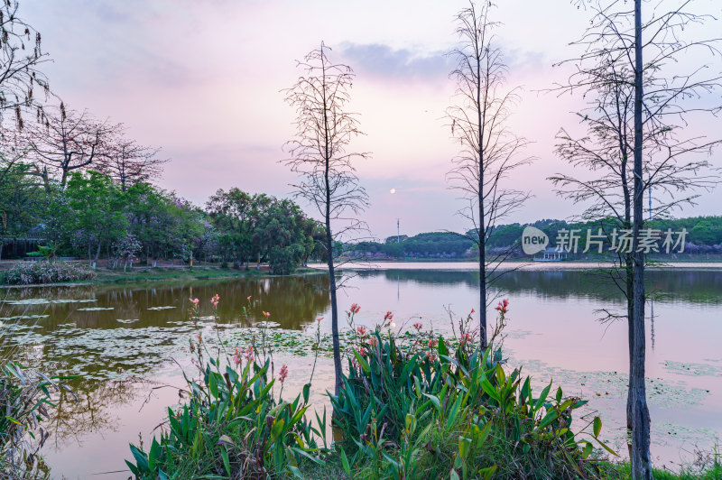 广州番禺大学城中心湖绿色树林湖景风光