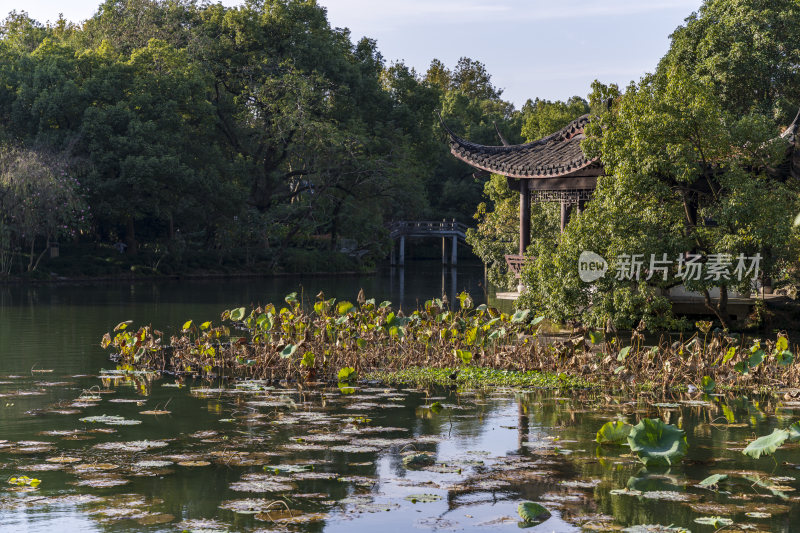 杭州西湖风景区曲院风荷风景